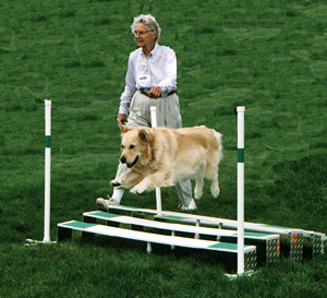 Pagey Eliot, an inspiration and mentor for ARFF Agility Club